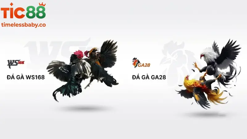 Bảng So Sánh Các Hình Thức Đấu Kê Tại Sảnh TIC88